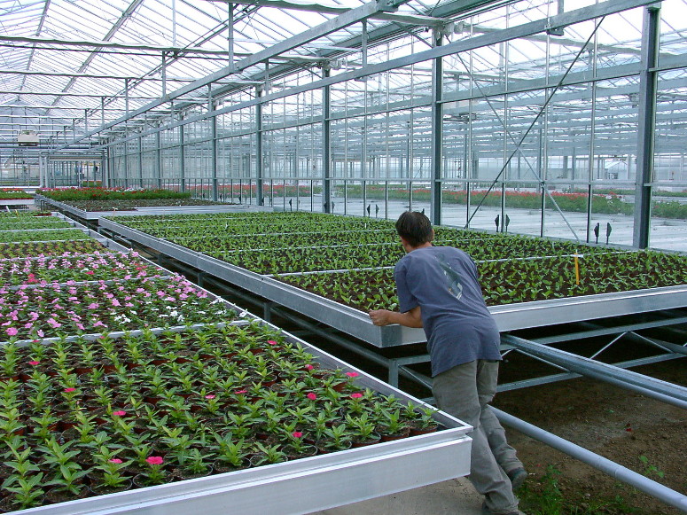 horticulture - bacs roulants