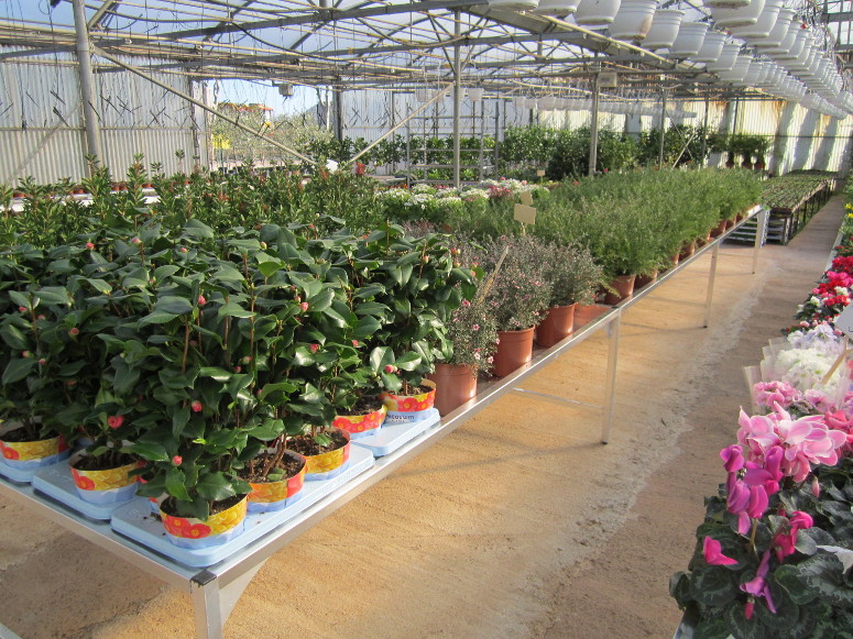 horticulture - pépiflex zone de production