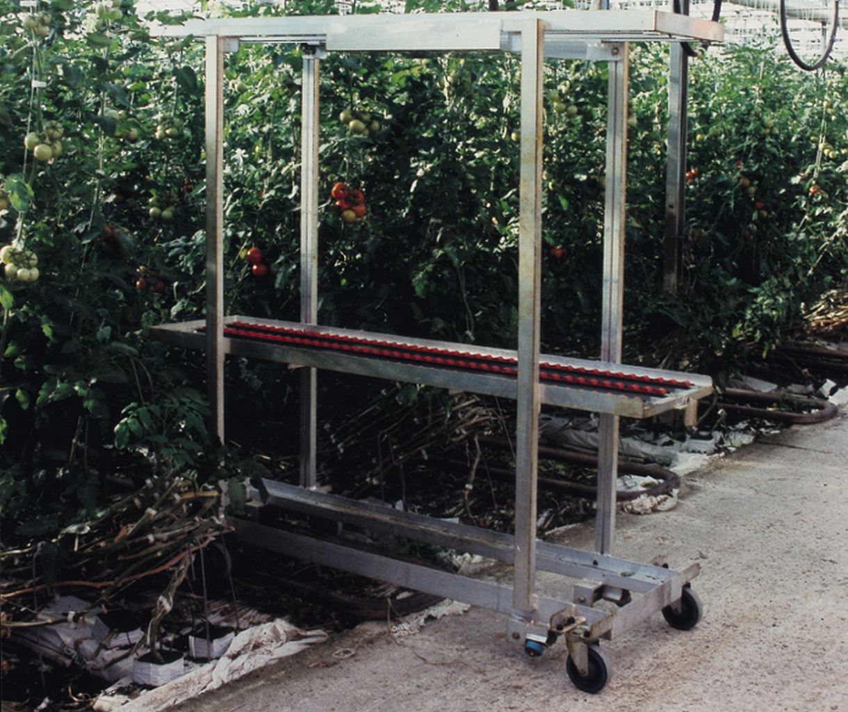 horticulture - chariot pour cueillette des tomates