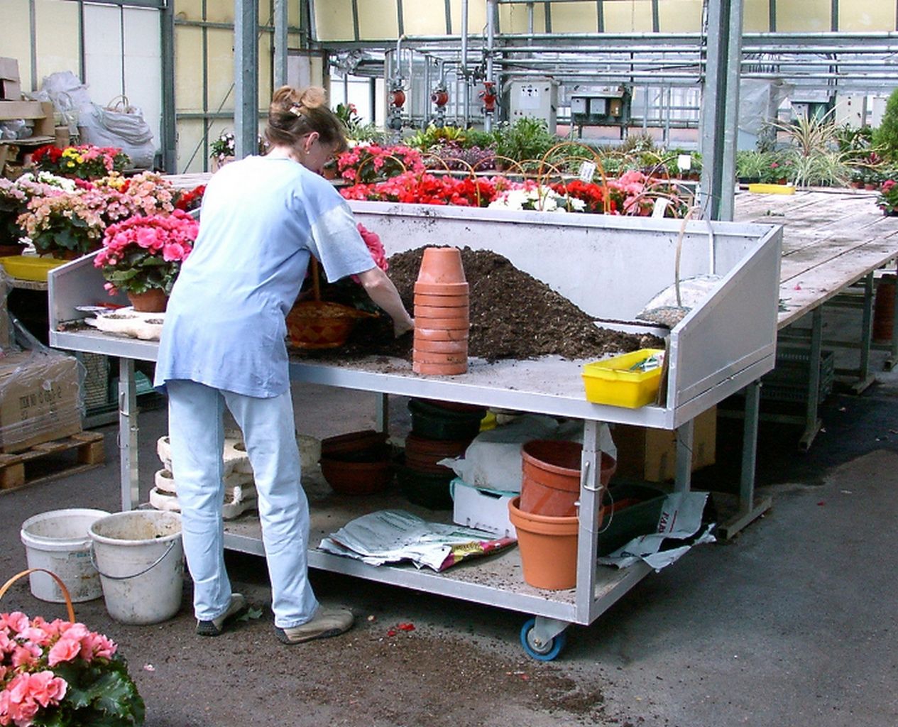 horticulture - table d'empotage réglable en hauteur